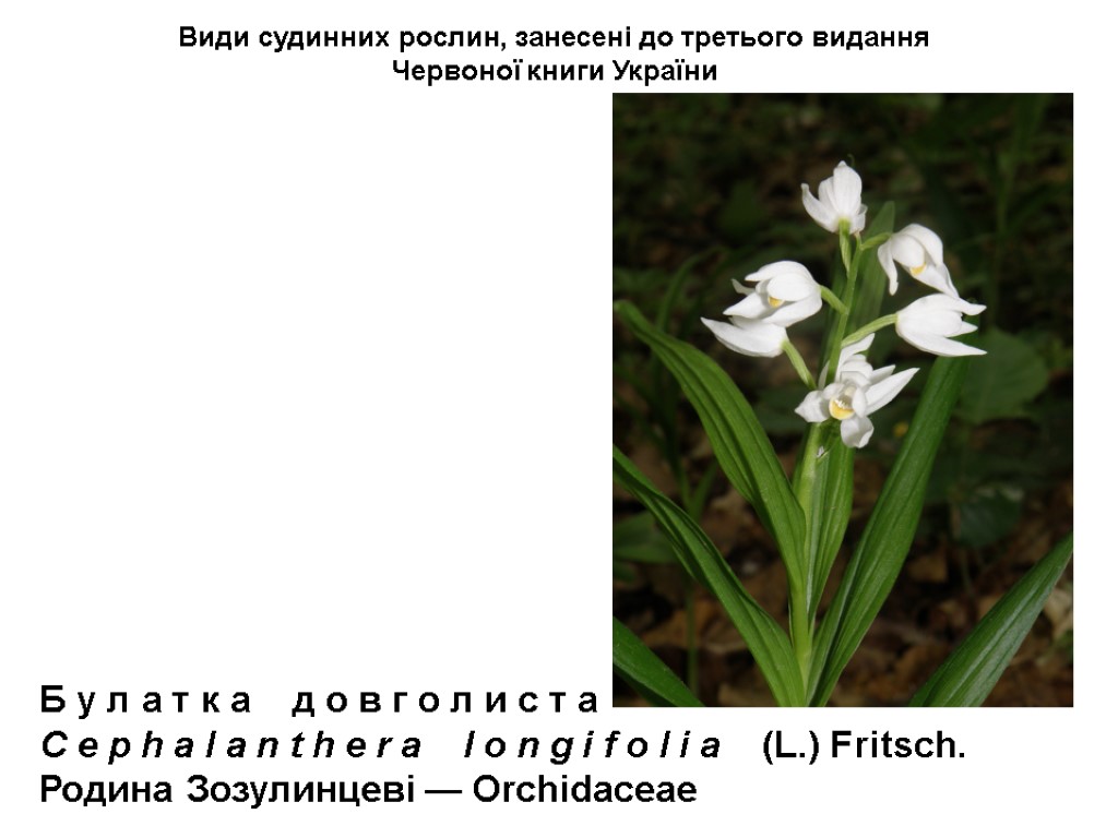 Види судинних рослин, занесені до третього видання Червоної книги України Б у л а